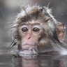 Nostrildamus's profile picture