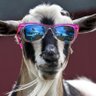 Goats!'s profile picture