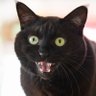 Фото профиля おーが