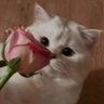 a🌹's profile picture
