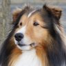 関優犬's profile picture