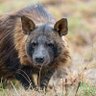 Фото профиля Hyena has a F2000