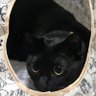 ザベス エリザベス ザベス's profile picture