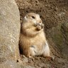Фото профиля じゃんく