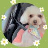 こむぎ's profile picture