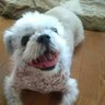 動物Love profil fotoğrafı