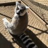 Profilbild von 昆布マメ