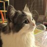 あんず 的头像