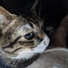 とと profil fotoğrafı