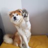 Akita solidarité 👉🇦🇲's profile picture