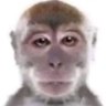 Profilbild von kachua