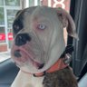 Profilbild von Bulldog McC
