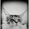Profilbild von BaronVonKitten