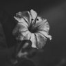 grey profil fotoğrafı