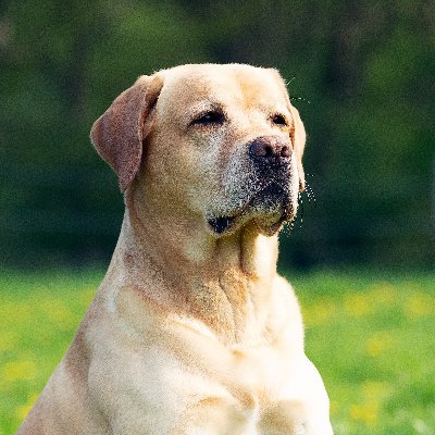 Elwood's Organic Dog Meat 🐾🥩's profile picture