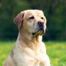 Elwood's Organic Dog Meat 🥩 profil fotoğrafı