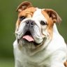 Фото профиля Doggo