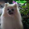 Profilbild von Humba