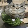 Profilbild von elgatto