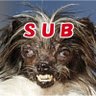 山本犬郎sub💖れいわ真理教 勝手連's profile picture