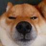 つくしママ's profile picture
