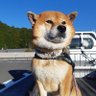 胡麻柴マサル's profile picture