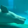 Profilbild von どるふぃーな🐬