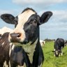 Dairyman profil fotoğrafı