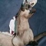 Profilbild von The Great Catsby