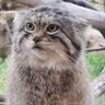 Profilbild von Handsome Manul