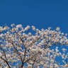 Profilbild von さくらく