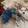 A Dog Named Boo's profile picture