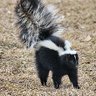 skunky fantasy takes's profile picture