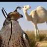 ابو سالم's profile picture