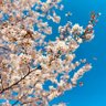 Profilbild von 桜川
