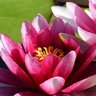 _lotus_ 的头像