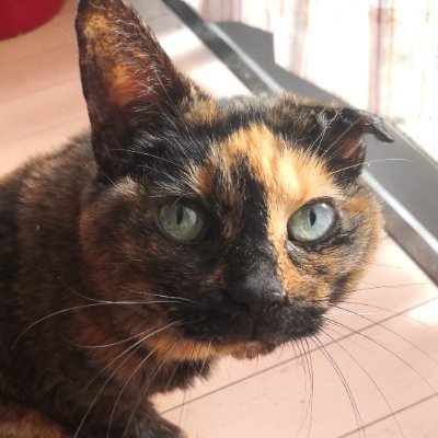 ぶちこっこ's profile picture