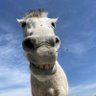Quek-Quek profil fotoğrafı