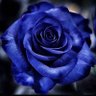 حنين ☔️'s profile picture
