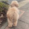わんこのしっぽ's profile picture