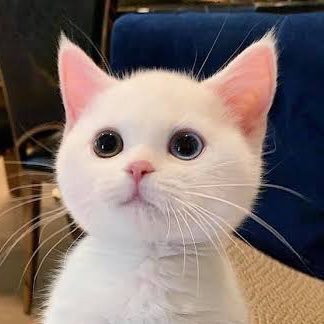☀️พิไบ๊ล่ะงับᥫᩣ☀️'s profile picture