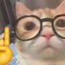 Pipsqueak's profile picture