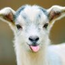 the goat botherer's profile picture