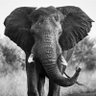 Brian_Ramos profil fotoğrafı
