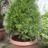 Juanita 的头像