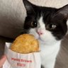 别碰我的猫's profile picture