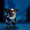 Max, Batman & #WiddyFella's profile picture