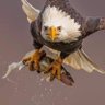 الأمير profil fotoğrafı