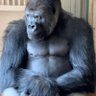 がりら's profile picture