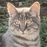 Sabastian's profile picture